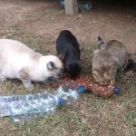 La triste paradoja del Cabo de Gata: el paraíso donde los gatos mueren de hambre Gatos callejeros