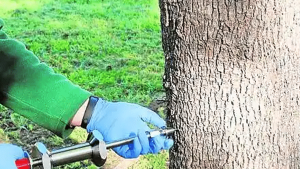 La endoterapia como solucion ante la oruga procesionaria un tratamiento revolucionario