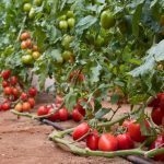 La nueva variedad de tomate