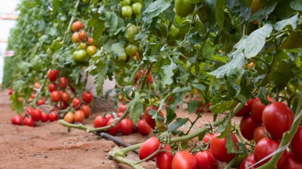 La nueva variedad de tomate