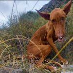 Perro abandonado en un paraje de Nijar
