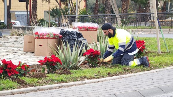 El Ayuntamiento reparte alfombras y pascueros e impulsa la campaña ‘Vícar compra con corazón’ Vicar 1