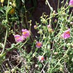 El Dragoncillo del Cabo: una joya botánica única y amenazada Dragoncillo del Cabo