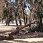 Tala de un eucaliptode unos 50 anos situado en el interior del Parque de la Molina en San Jose