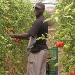 Temporero en invernadero de Almeria