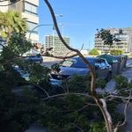 Arbol caido en la Vega de Aca de Almeria. Diario de Almeria