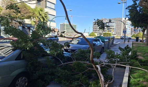 Madrugada sin incidencias relacionadas con el temporal en las salas de EMA 1-1-2; ultima hora Arbol caido en la Vega de Aca de Almeria. Diario de Almeria