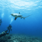 Buceadores observan un tiburon zorro en Malapascua. Foto Merche Bodega