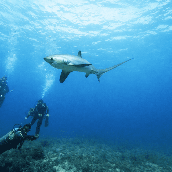 Para ver tiburones zorro no hace falta irse a Malapascua Buceadores observan un tiburon zorro en Malapascua. Foto Merche Bodega