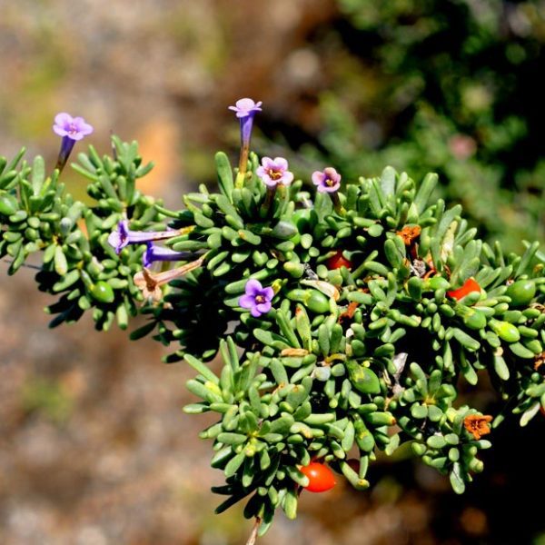 El cambrón o espina santa: la planta humilde que forma parte del paisaje y la memoria del Cabo de Gata Cambronera