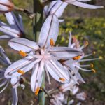 Flor de gamon. Foto Merche Bodega