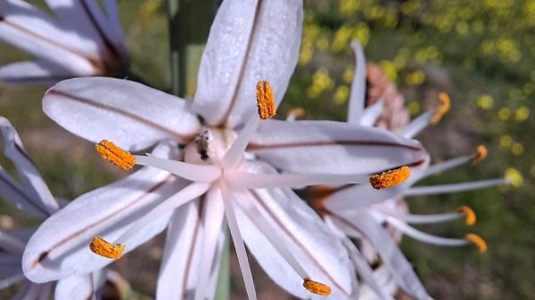 Flor de gamon. Foto Merche Bodega