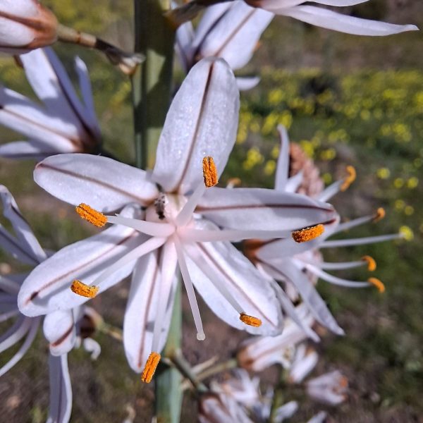 Flor de gamon. Foto Merche Bodega