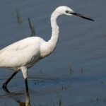 Cabo de Gata consolida su papel clave en un año histórico para las aves protegidas en Almería Garceta en Cabo de Gata