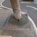 PACMA propone la renaturalización de los alcorques de Almería para impulsar la biodiversidad urbana PACMA