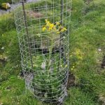 La Junta impulsa la recuperación de cinco especies de flora en peligro en las montañas de Almería y Granada Plantacion de nuevos ejemplares de la cineraria de Sierra Nevada 1