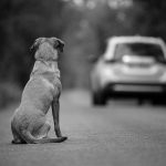 Proteccion Animales 2