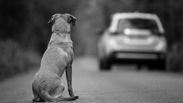 Proteccion Animales 2