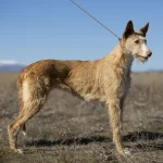 podenco ibicenco