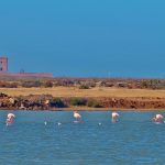 Flamencos en las salinas de Cabo de Gata