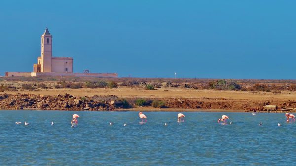 Flamencos en las salinas de Cabo de Gata