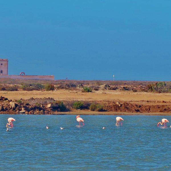 La Junta invertirá cerca de un millón de euros en la restauración del humedal de las Salinas de Cabo de Gata Flamencos en las salinas de Cabo de Gata