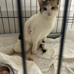 La gata herida en una jaula veterinaria