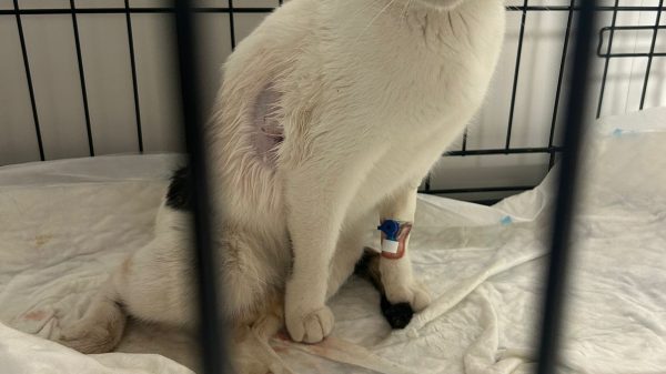 La gata herida en una jaula veterinaria