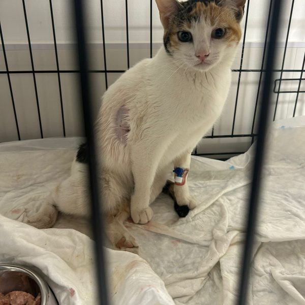 La gata herida en una jaula veterinaria